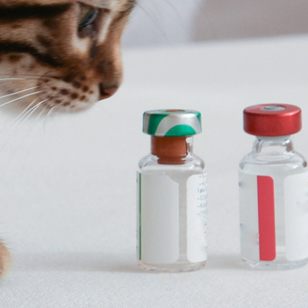 Animal Health Drug Products